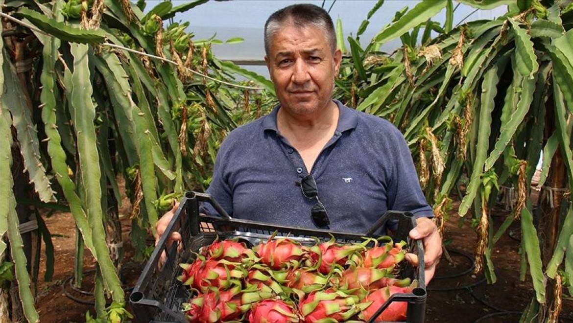 Mersin'de emekli öğretmenin ejder meyvesi merakı kazanca dönüştü