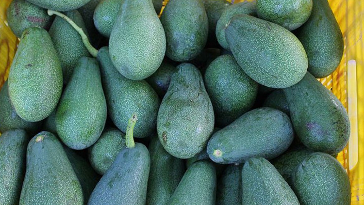 Alanyalı avokado üreticilerinin hedefi 20 ülkeye ihracat