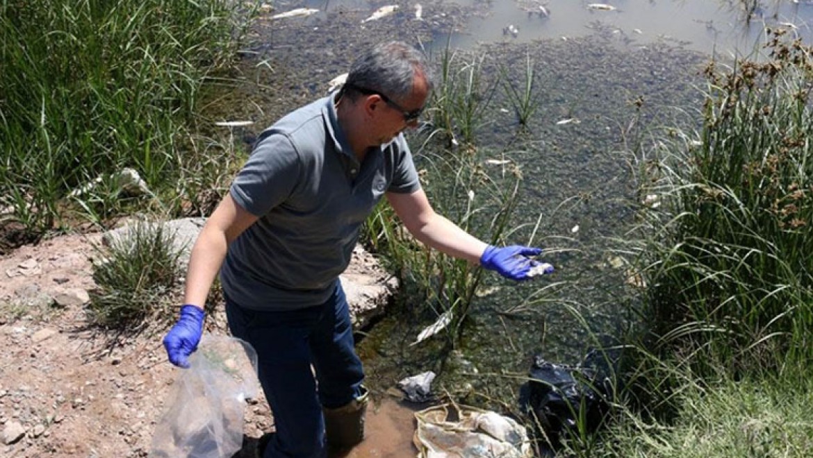 Sivas'ta Kızılırmak'taki balık ölümlerinin nedeni araştırılıyor