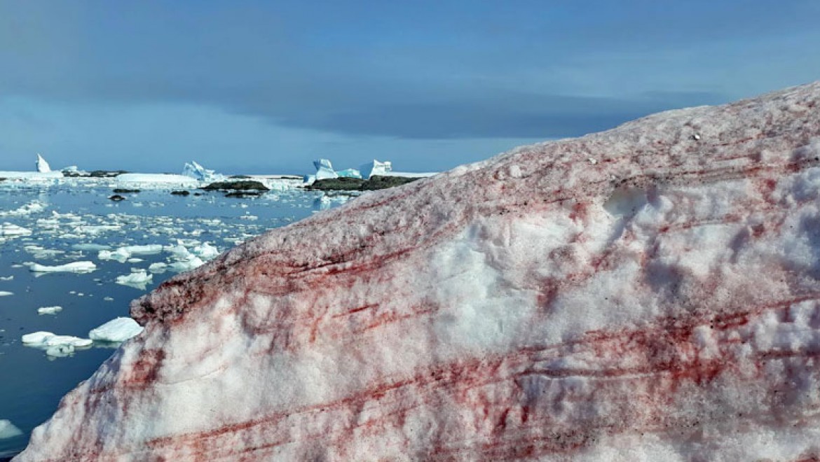 Antarktika'daki Akademik Vernandskiy istasyonu kırmızı karla kaplandı