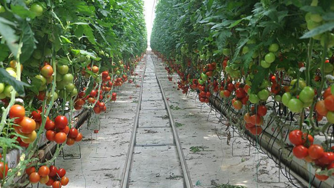 Mersin'de domates üreticide 80 kuruşa düştü