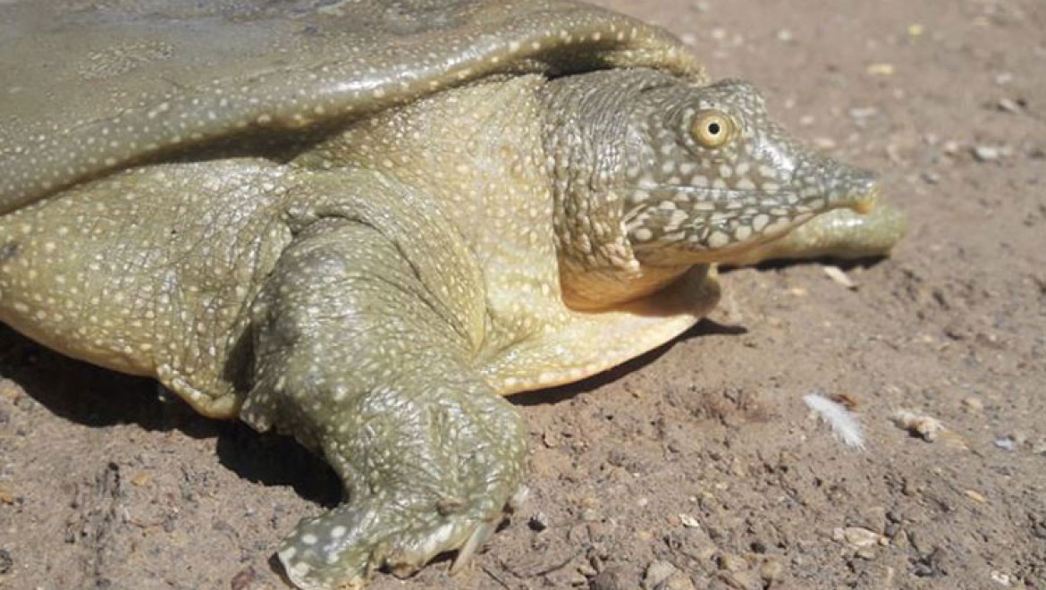 Adıyaman'da nesli tükenme tehlikesi altında olan Fırat kaplumbağası görüldü