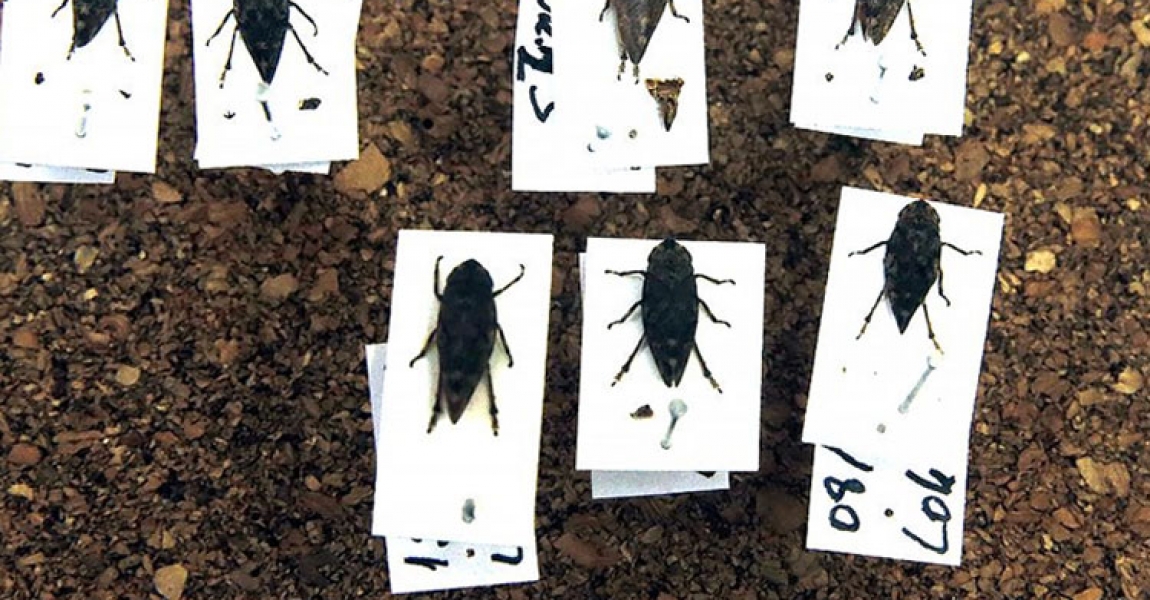 Sinop'ta bitkiler arası hastalık taşıyan iki böcek türü keşfedildi