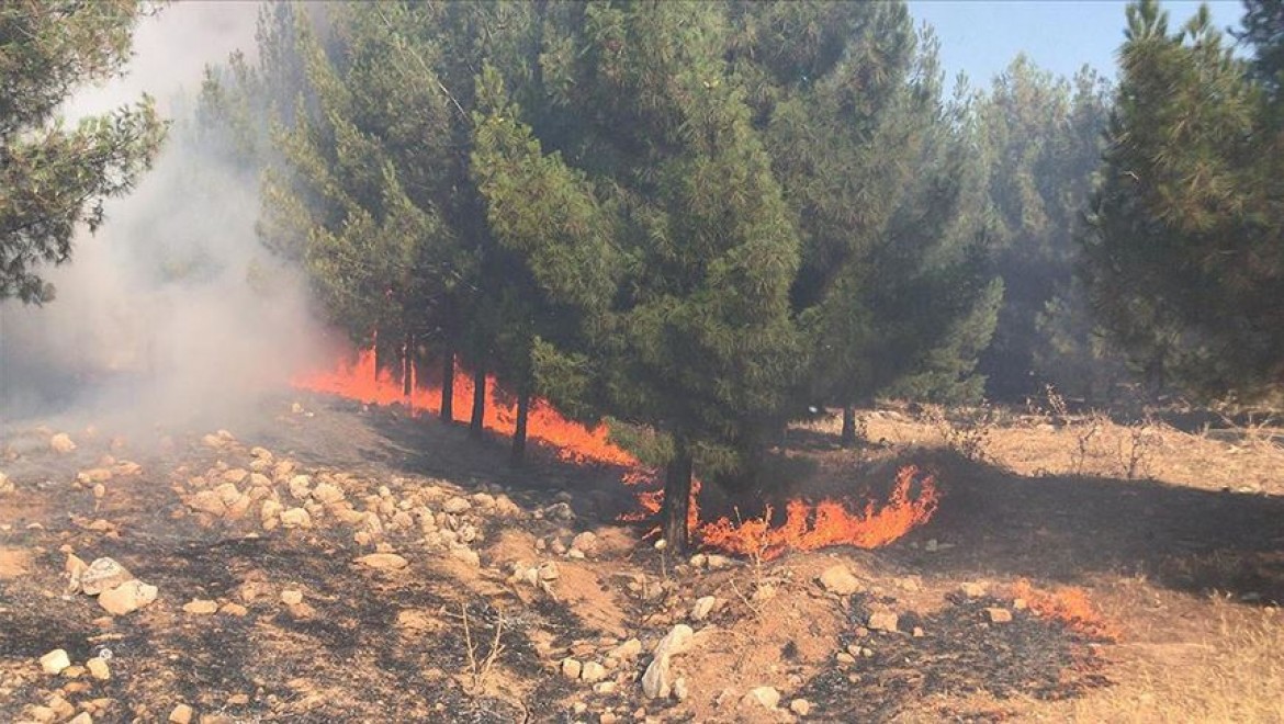 Şanlıurfa'daki orman yangınında 45 hektar alan zarar gördü