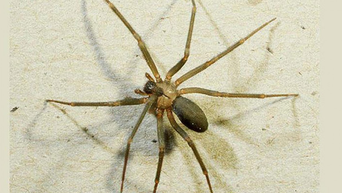 Felç tedavisine örümcek zehri