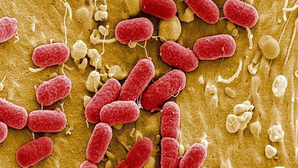 Antibiyotik direncine neden olan bakterinin gen transferi engellendi