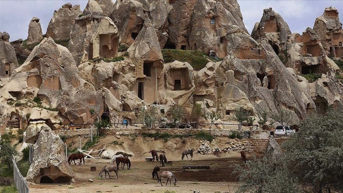 Kapadokya'daki at ve develer otlaklarda sakin günlerin tadını çıkarıyor