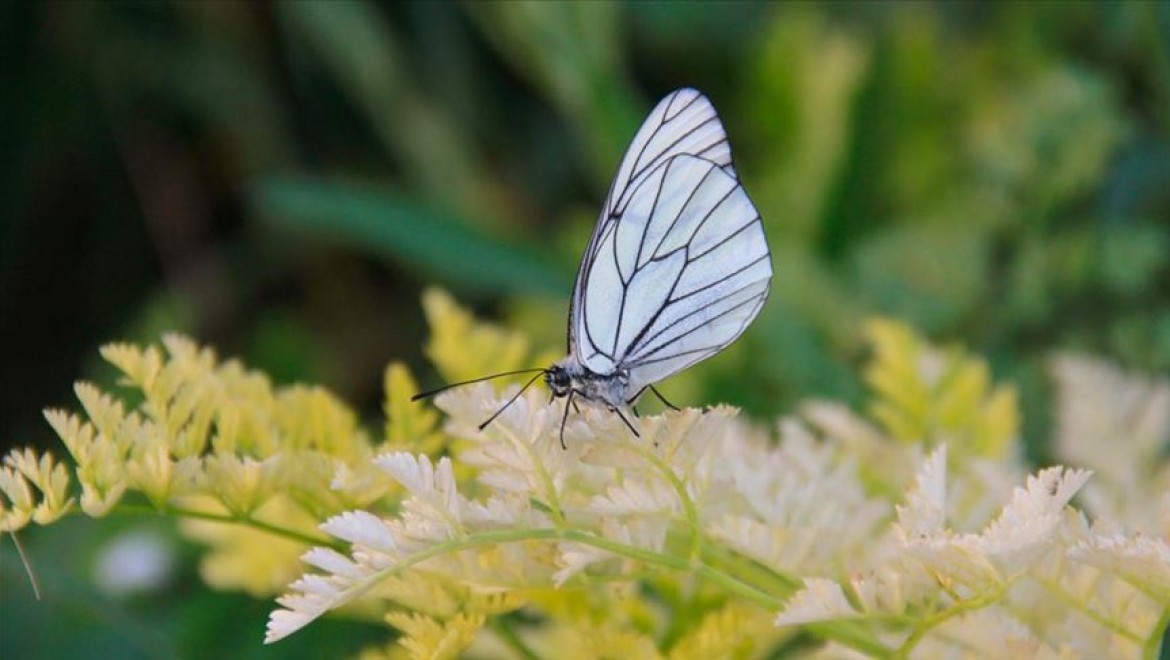 Alıç kelebekleri Ovacık'a renk katıyor