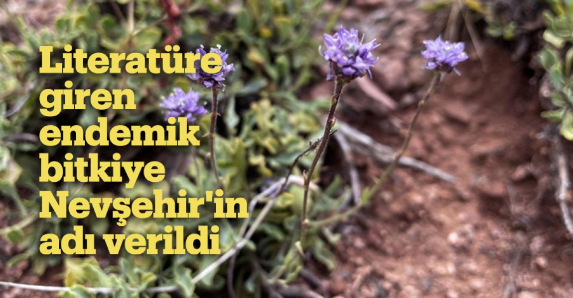 Literatüre giren endemik bitkiye Nevşehir'in adı verildi