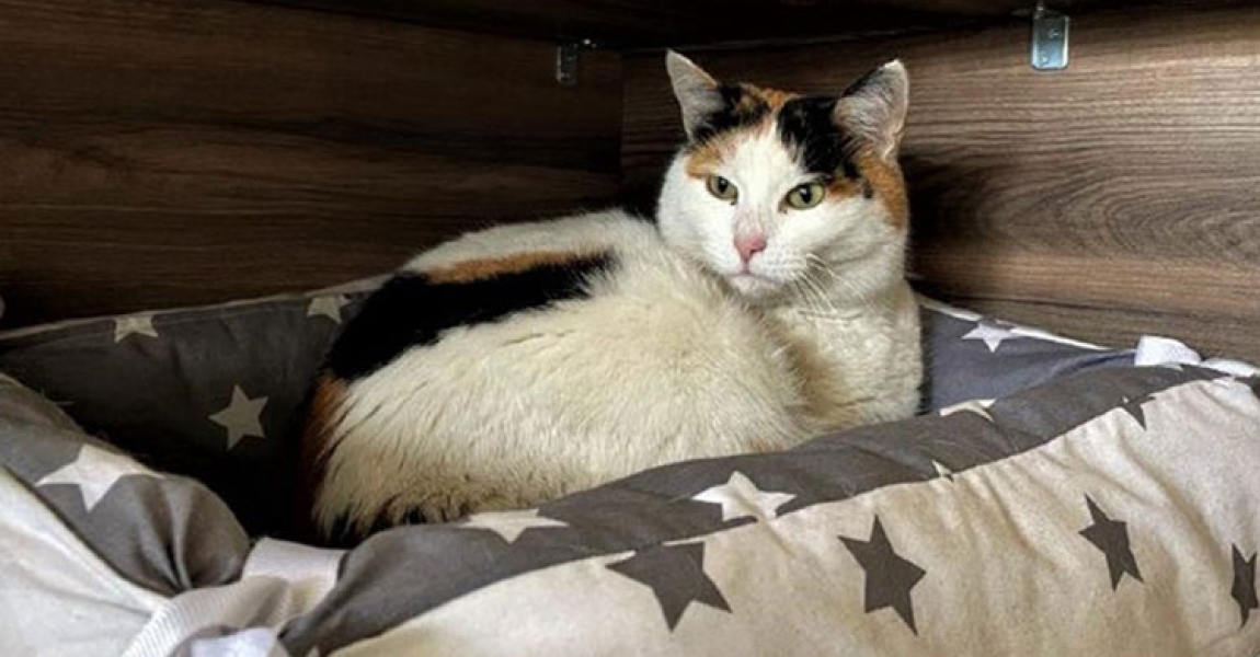 Sinop Hükümet Konağı'nın sevimli misafiri kedi "Pakize"