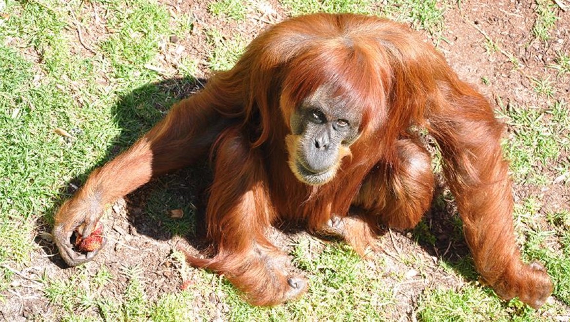 Dünyanın En Yaşlı Orangutanı 62 Yaşında Hayatını Kaybetti