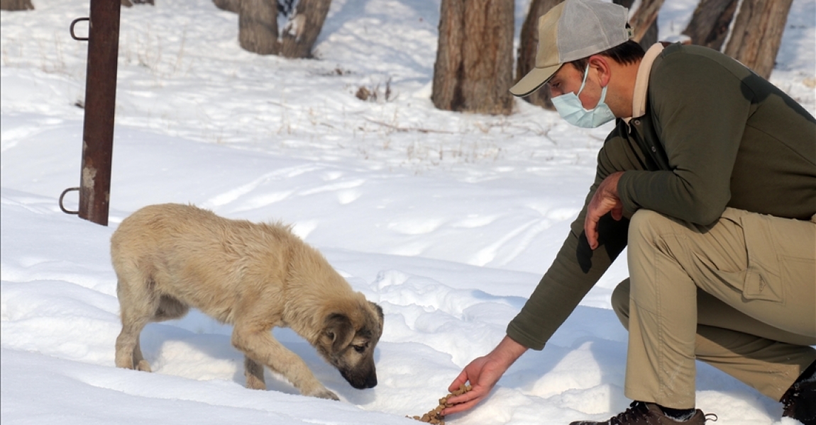 Ağrı'da 'HAYDİ' polisleri sokak hayvanlarını mamayla besledi
