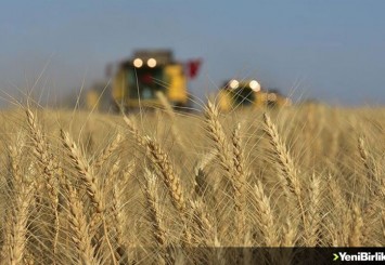 Mevcut kuraklığın tahıl üretimine etkisinin sınırlı olması bekleniyor
