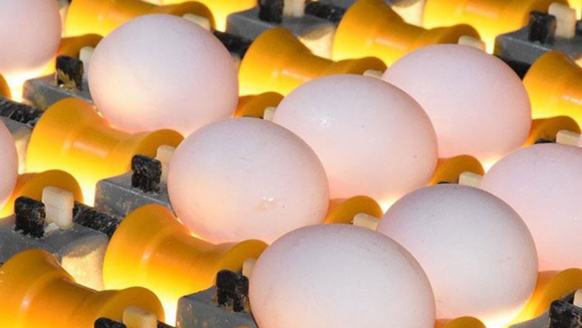 Tavuk yumurtası üretimi Mayıs'ta arttı