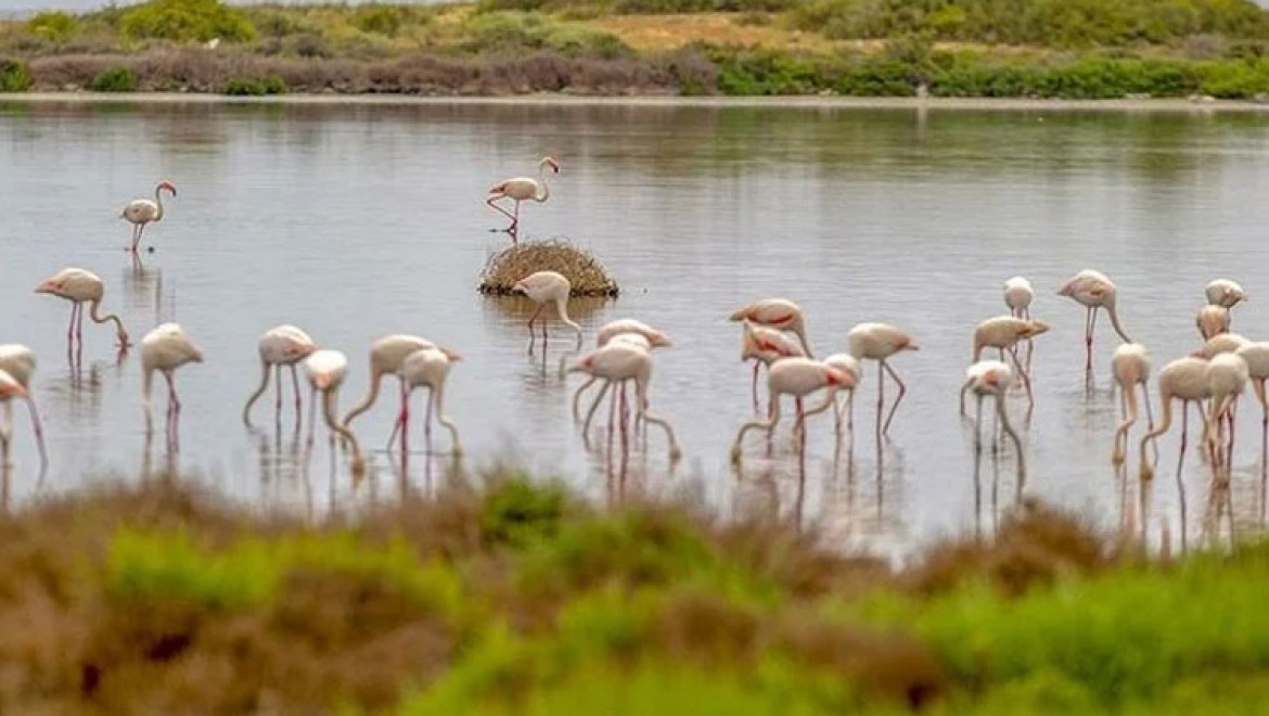 Tunus'ta kuşların göç yolundaki su havzası, kirlilik nedeniyle yok olma tehlikesi altında
