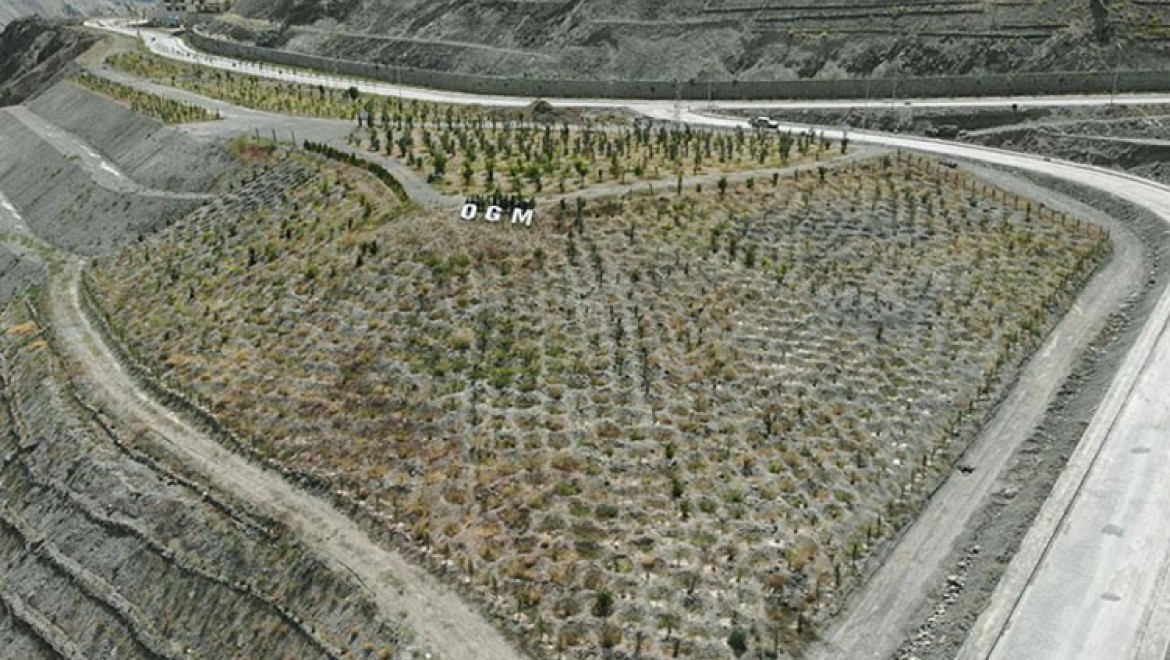 Yusufeli'nin yeni yerleşim yerinde 300 dekarlık alan ağaçlandırıldı