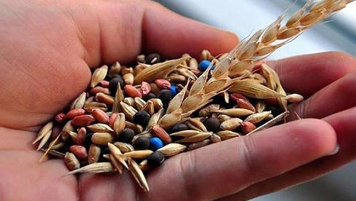 Tescilli yerli buğday çeşitleri verimi artıracak