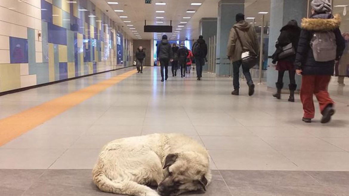 Sokak hayvanları metro istasyonlarına sığındı
