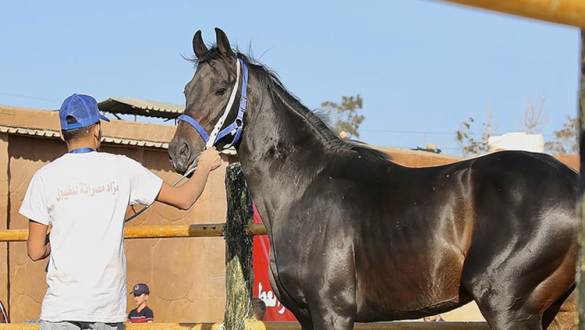 Libya'da düzenlenen müzayedelerde safkan Arap atları satışa sunuluyor