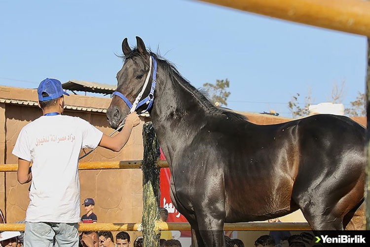 Libya'da düzenlenen müzayedelerde safkan Arap atları satışa sunuluyor