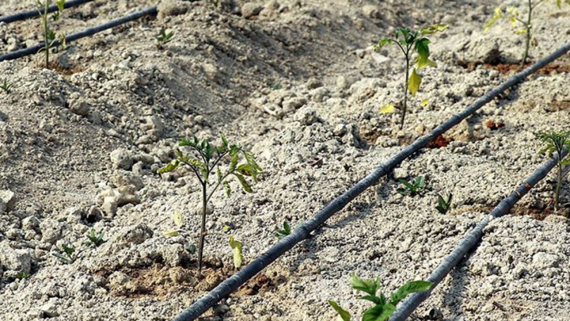 Safranbolu'nun yerli domatesi 'maniye' tohumları toprakla buluştu