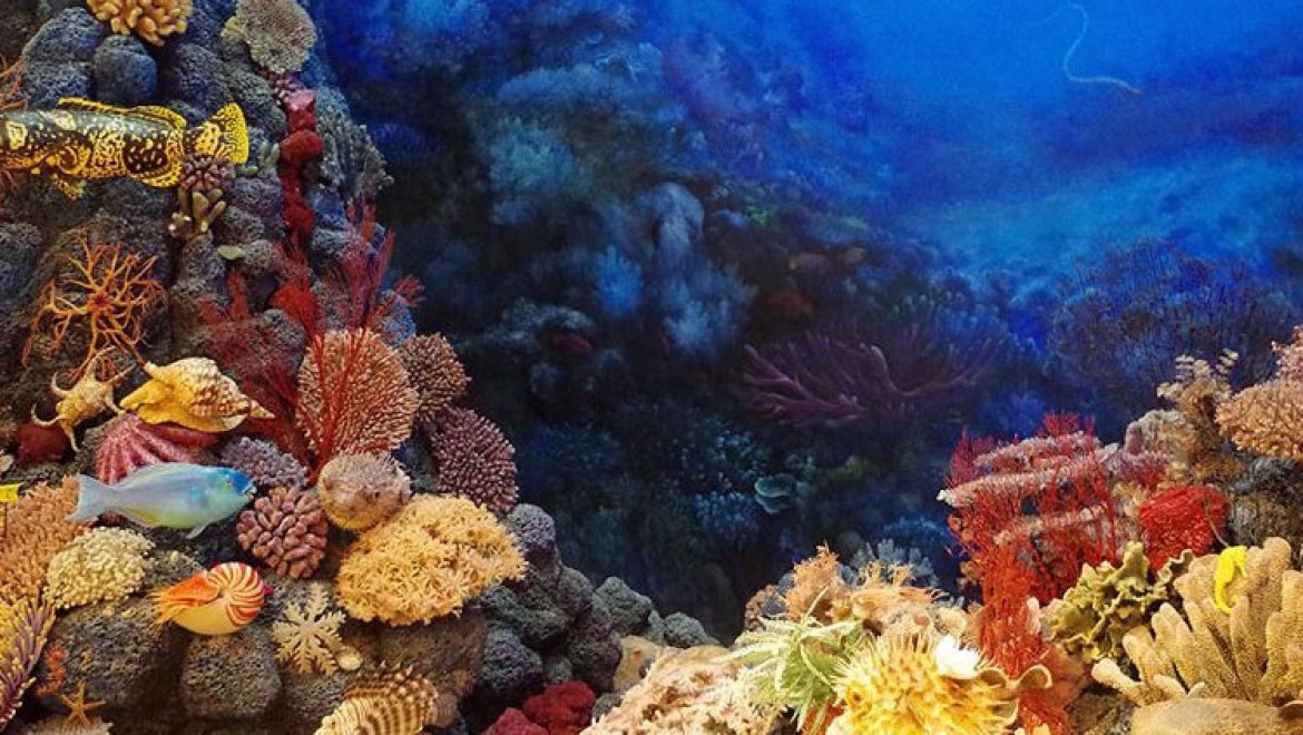 Avustralya'daki 'Büyük Set Resifi'nde mercan popülasyonu 36 yılın en yüksek düzeyinde