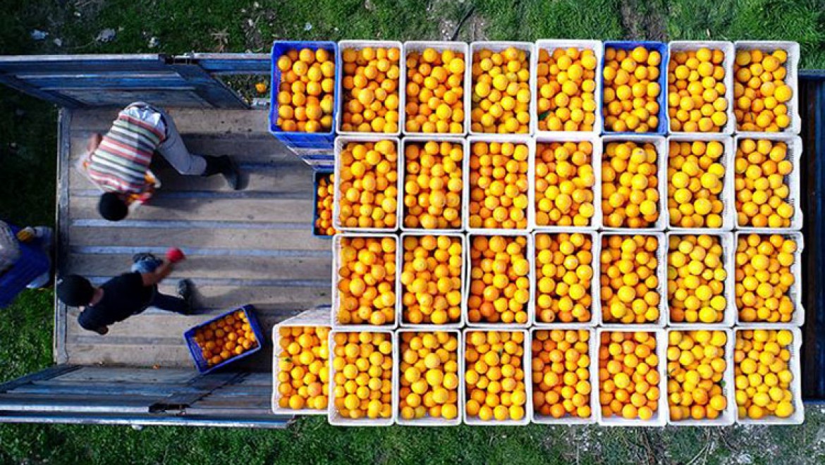 Türkiye'nin yaş meyve ve sebze ihracatını Doğu Akdeniz'in 3 ili sırtladı