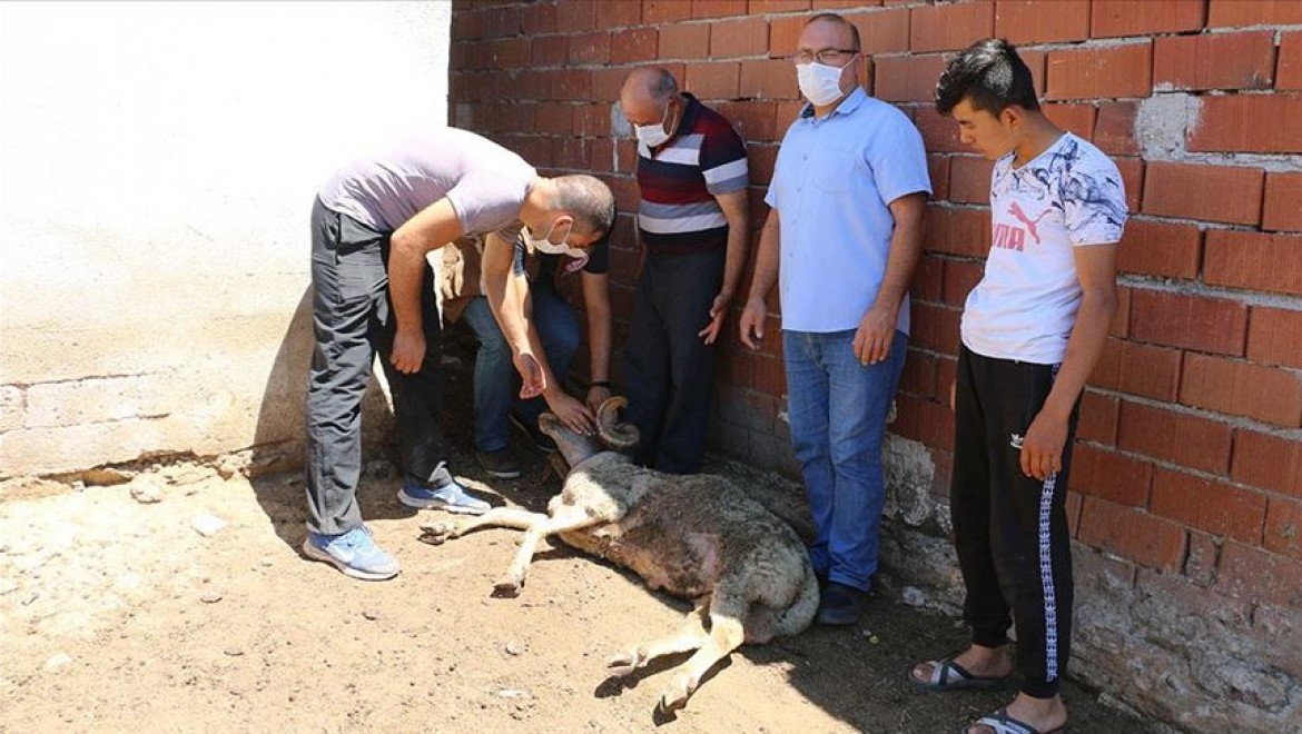 Manisa'daki toplu hayvan ölümleri hakkında inceleme başlatıldı
