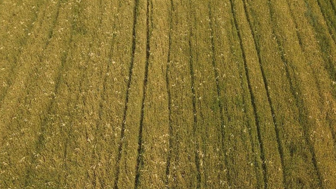 Trakya'da yağışlı gün sayısının çokluğu bazı ekili buğdayda "pas"a neden oluyor