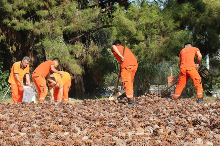 Mersin'de ormanlık alanlara 27 ton 250 kilogram kızılçam tohumu ekilecek