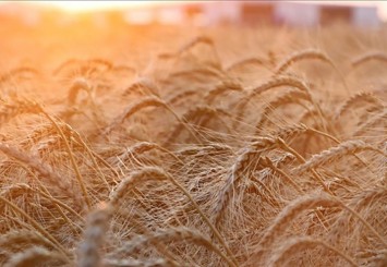 Rusya'dan tahıl krizinin çözümü için yaptırımları kaldırma çağrısı