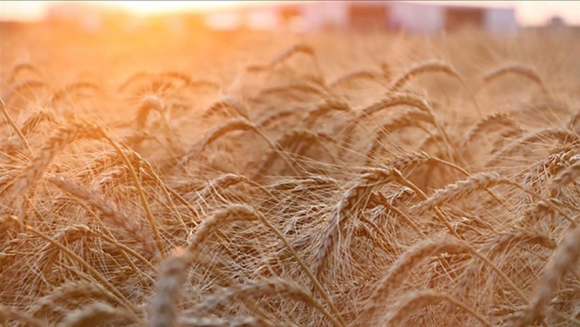 Rusya'dan tahıl krizinin çözümü için yaptırımları kaldırma çağrısı