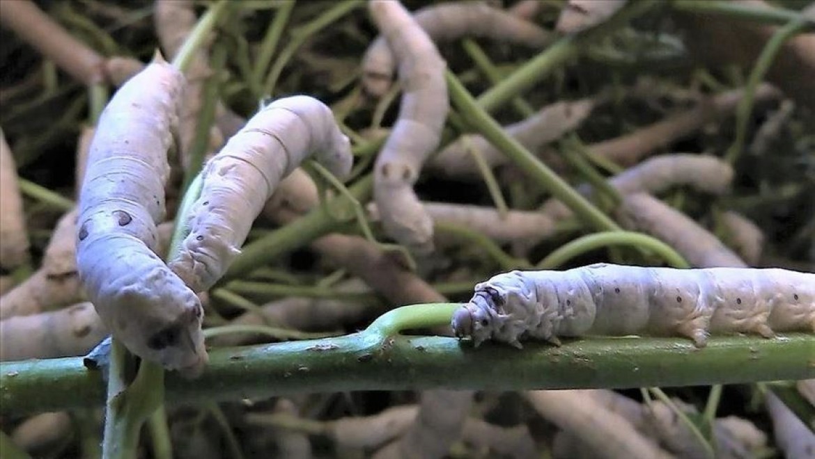 Bilecik'te ipek böceğinin 45 günlük dönüşümü kayıt altına alındı