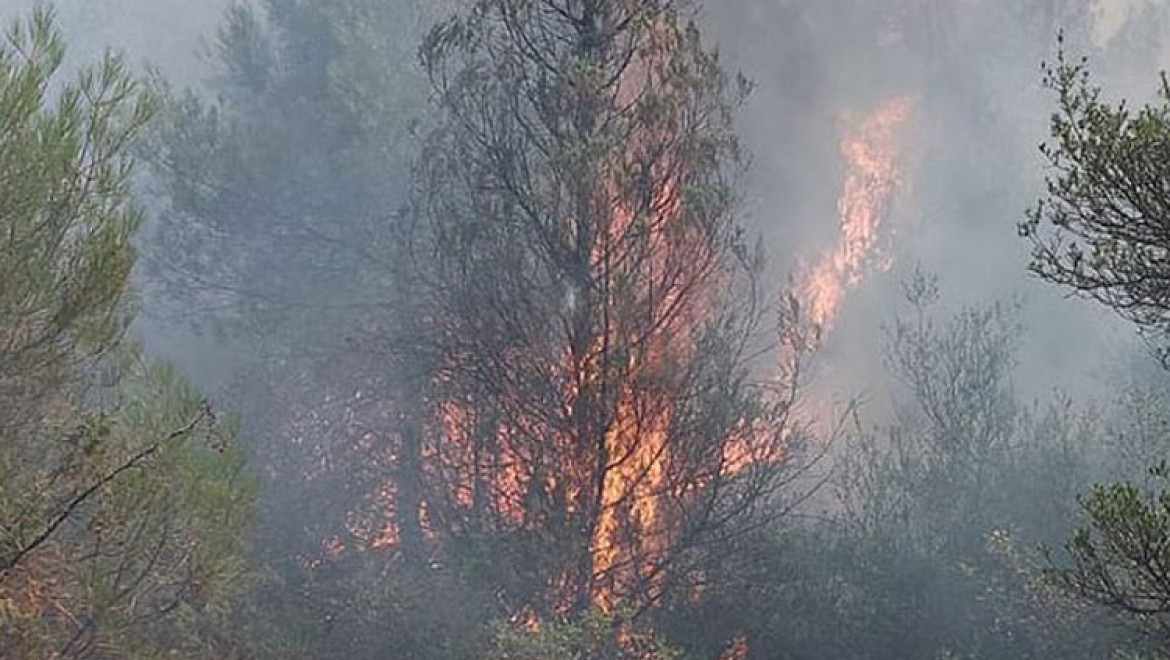 Sakarya'da orman yangını çıktı