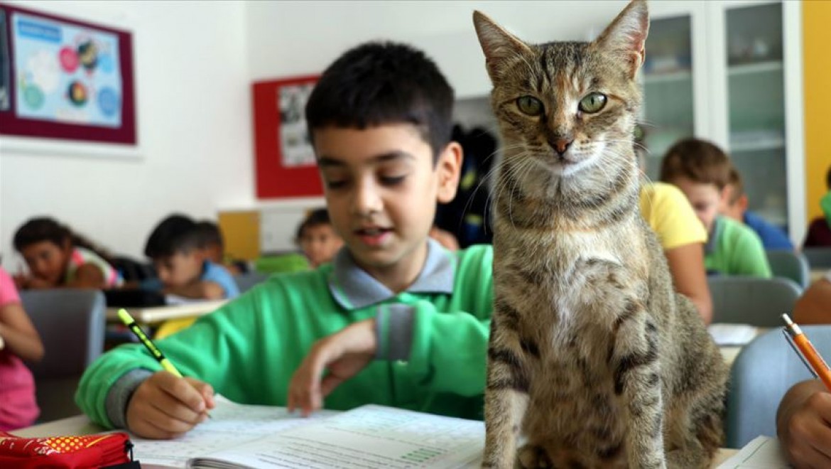 Derslere giren kedi 'Tarçın' teneffüslerde yavrularıyla ilgileniyor