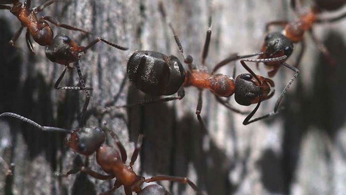 Türkiye'nin karınca çeşitliği araştırılıyor