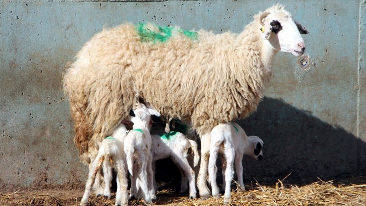 Amasya'da Bir Koyun Altız Doğurdu