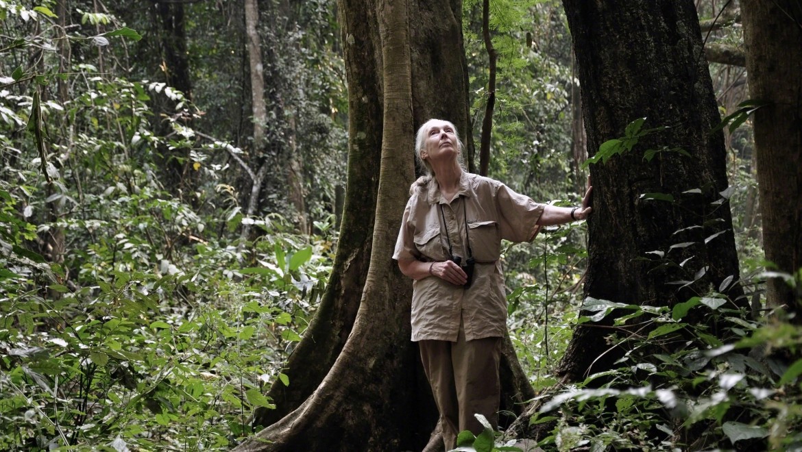 Pera Müzesi, dünyaya bakışımızı değiştiren  Dr. Jane Goodall'ı ağırlıyor