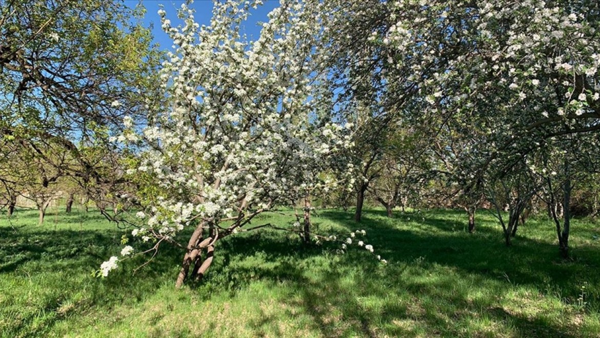 Kars'ta tescilli 'uzun elma' ağaçları çiçek açmaya başladı