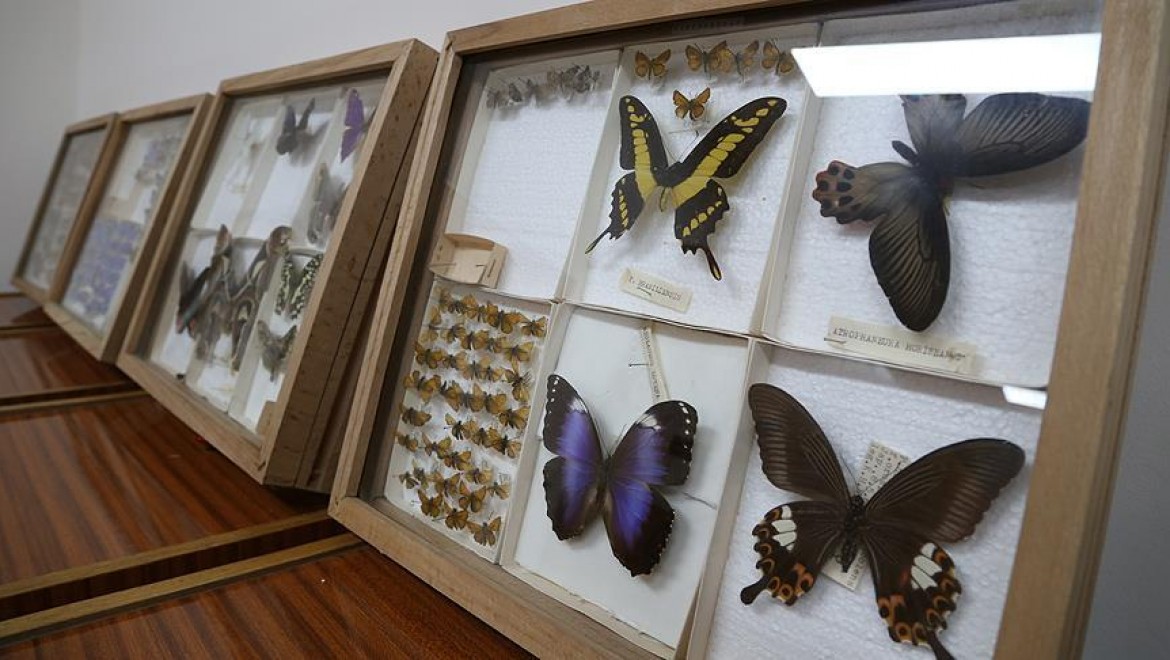 Yarım asırlık müze böcek bilimine ışık tutuyor