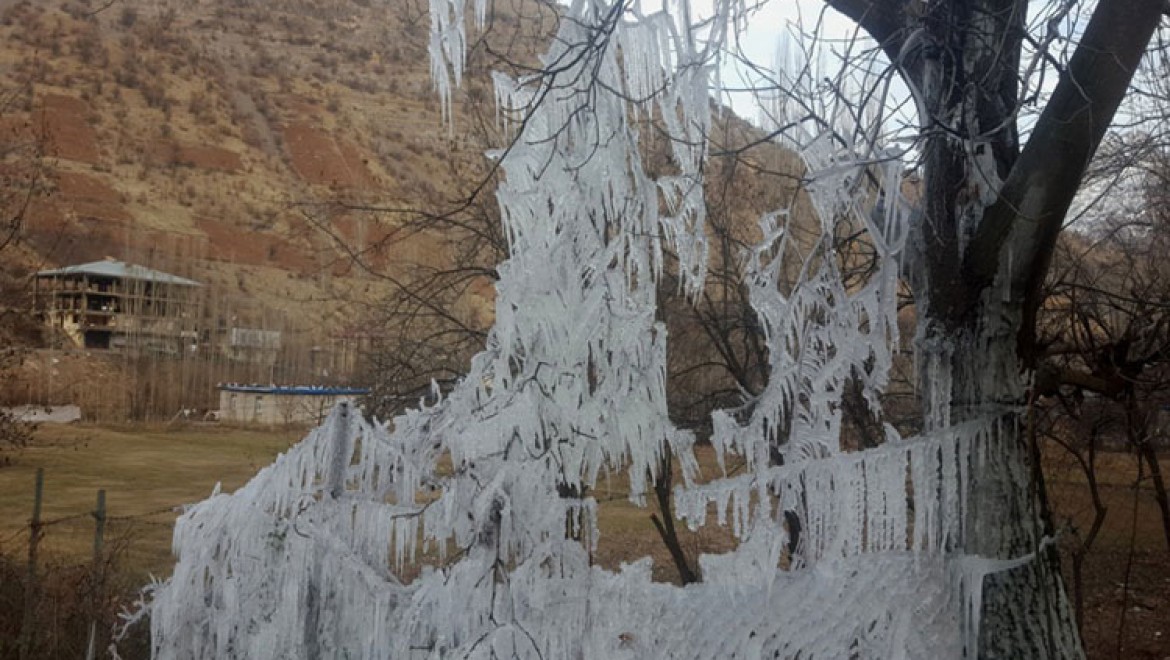 Ağaçlar buz tutunca kartpostallık görüntüler oluştu