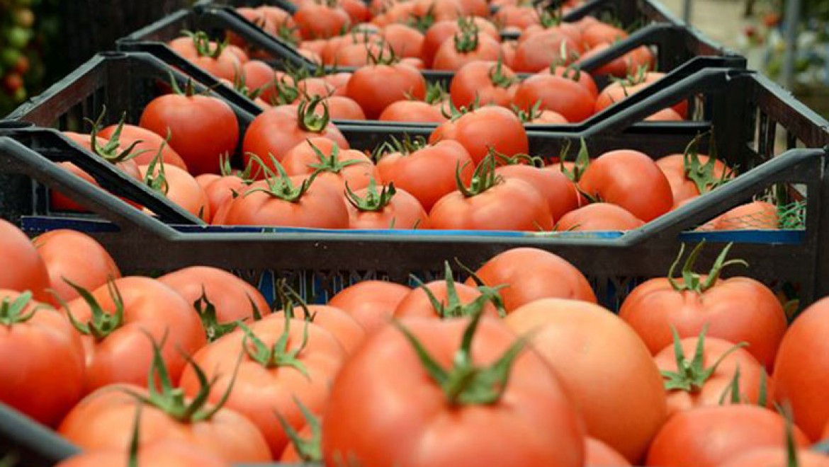 Irak'a domates ihracatı yeniden başladı