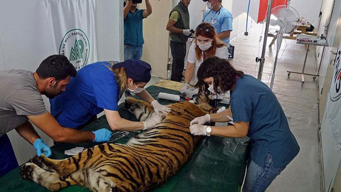 Yaralı 4 bin 500 yaban hayvanına yardım eli uzatıldı