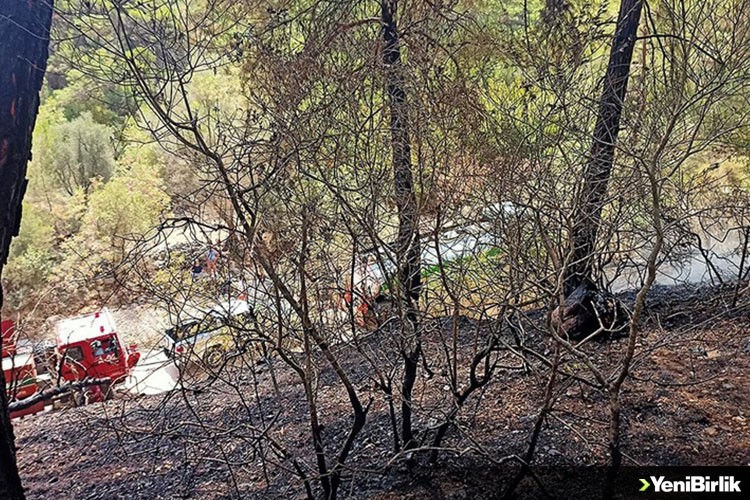 Antalya'da geçen yılki orman yangını endemik bitki türlerine de zarar verdi