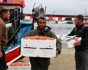 Tekirdağ'da küçük tekne balıkçıları kıyıya karidesle dönüyor