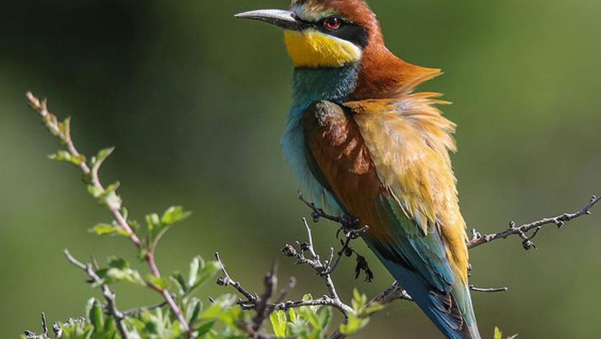 Van Gölü Havzasında Kuş Popülasyonu Canlandı
