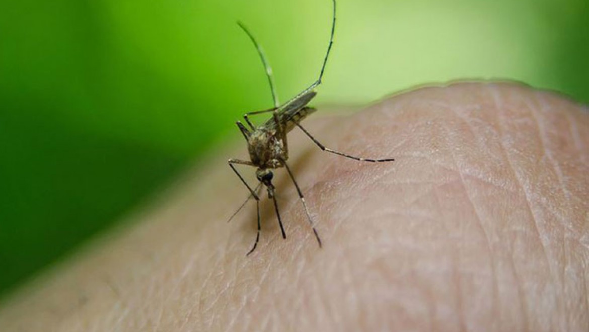 Karasinek ve sivrisinek yoluyla Covid-19 virüsü bulaşabilir mi?
