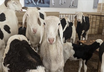 Senegal'de "koyunların kralı" ladoum 70 bin dolara alıcı buluyor