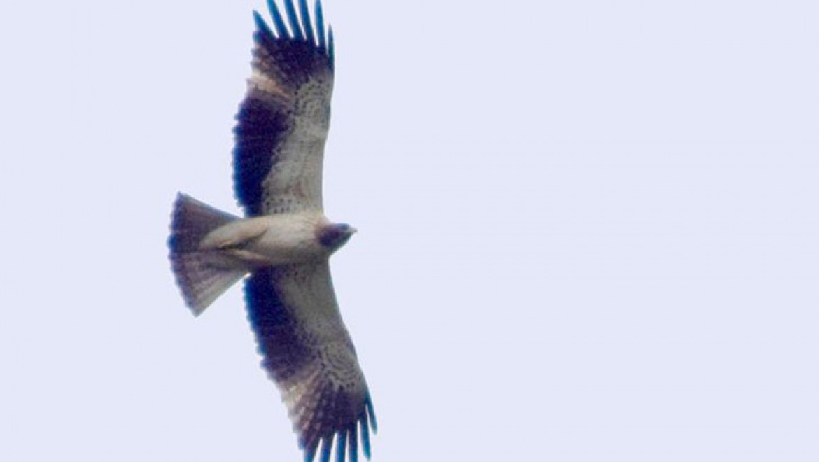 Hersek Lagünü'nde 3 yeni kuş türü tespit edildi