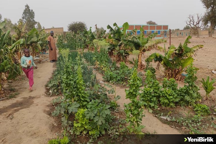 Afrika'daki Kurak Alanlar Yemyeşil Bahçe Oldu